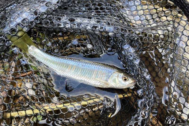 ヤマベことオイカワ