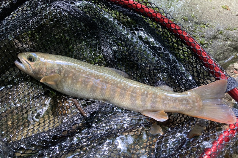 サイズの割にパーマークが目立つイワナ